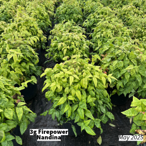 May 2025 3g Firepower Nandina Group for Website